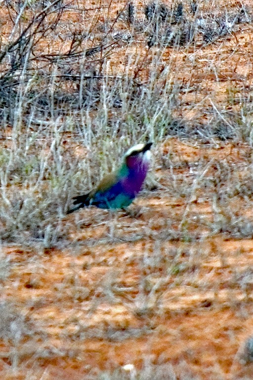 Kenia (324).jpg